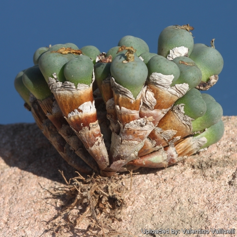 Conophytum minutum