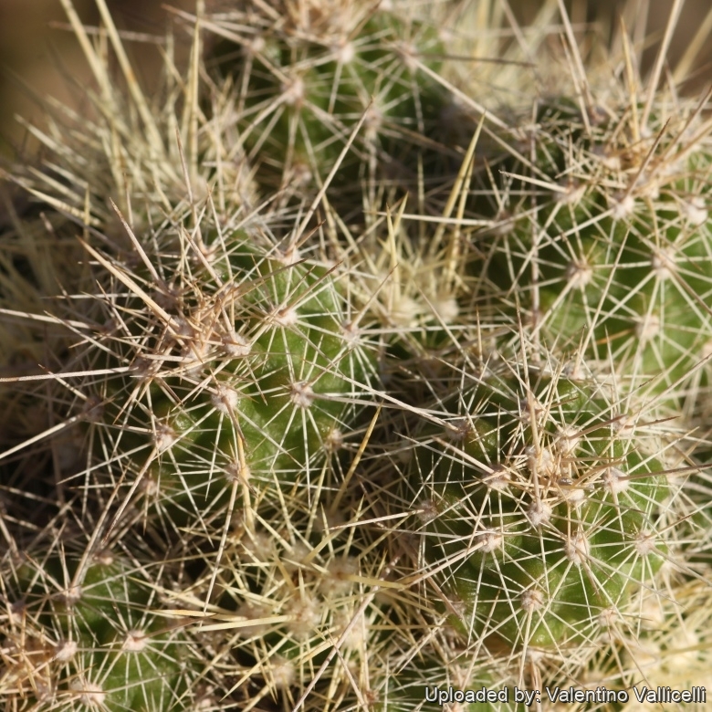 Echinocereus klapperi