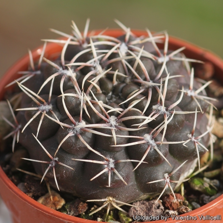 Gymnocalycium kieslingii f. castaneum