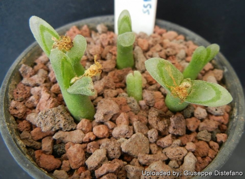 Conophytum devium subs. stiriferum