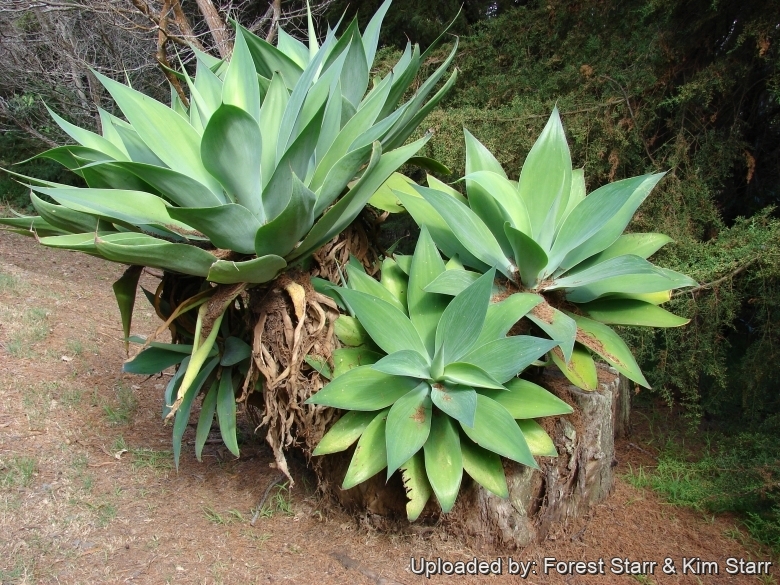 Agave attenuata