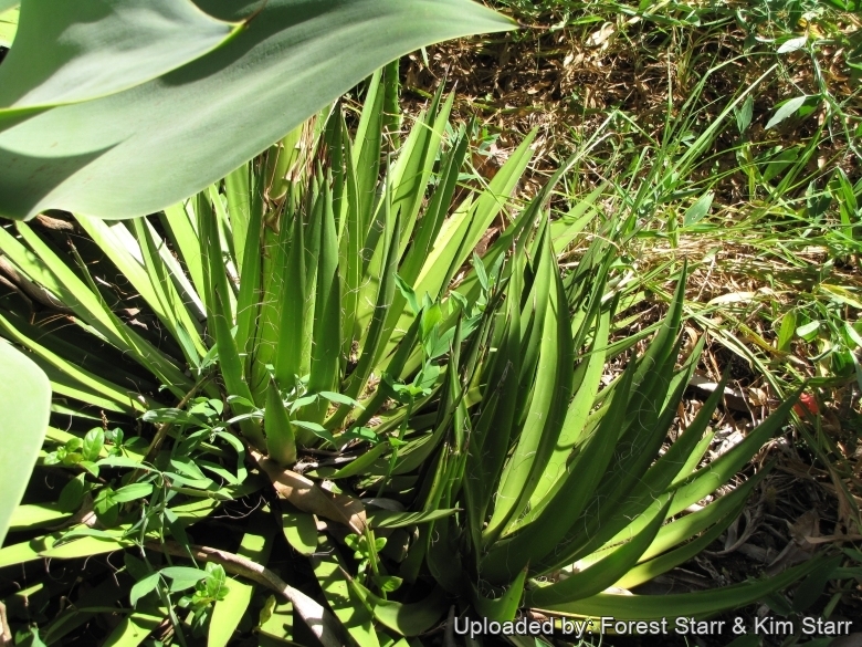 Agave filifera var. filamentosa