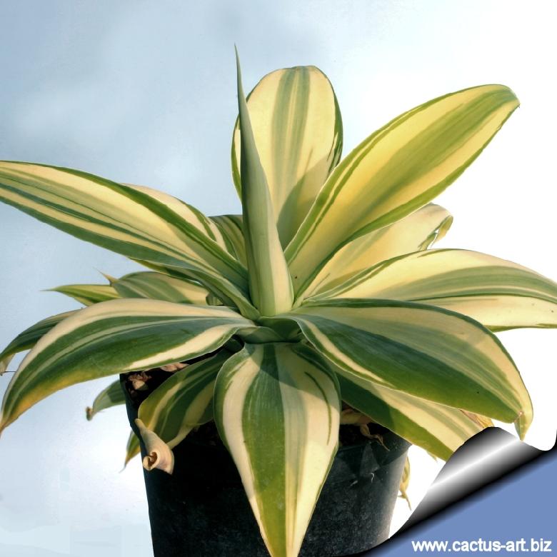 Agave attenuata f. variegata