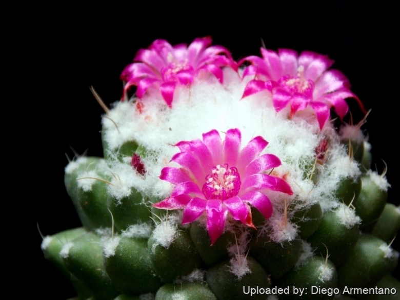 mammillaria bucareliensis Mammillaria bucareliensis cv. 'Erusamu' Variegated Variegata – Kyle's Plants main image 0