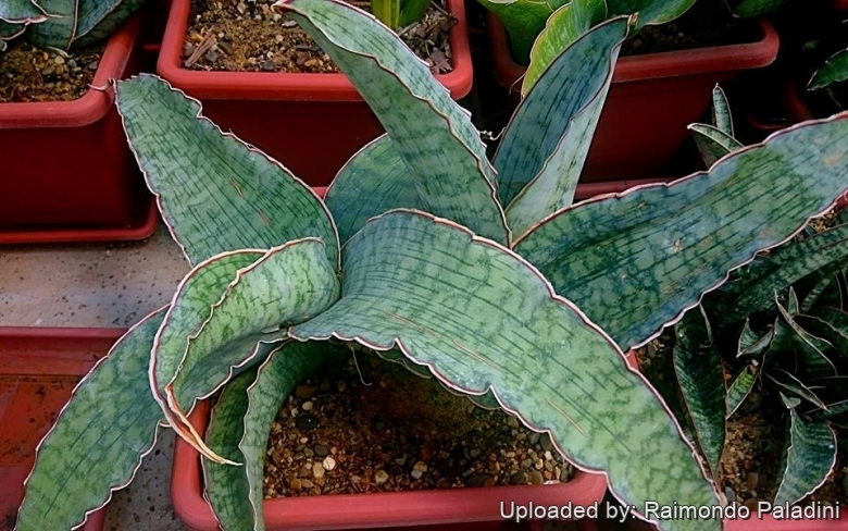 Sansevieria kirkii cv. Silver Blue