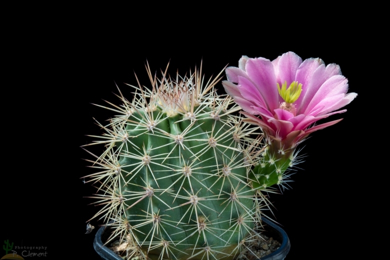 kaktus-wolfsmilch Bestelle die dreikantige Wolfsmilch bei BloomboxClub  Bloombox Club DE