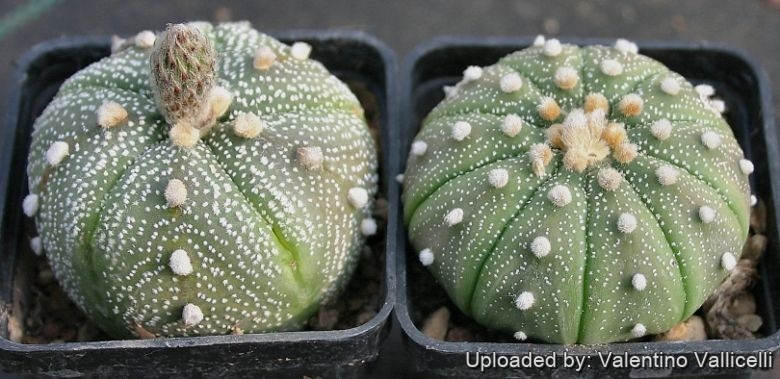 Astrophytum asterias