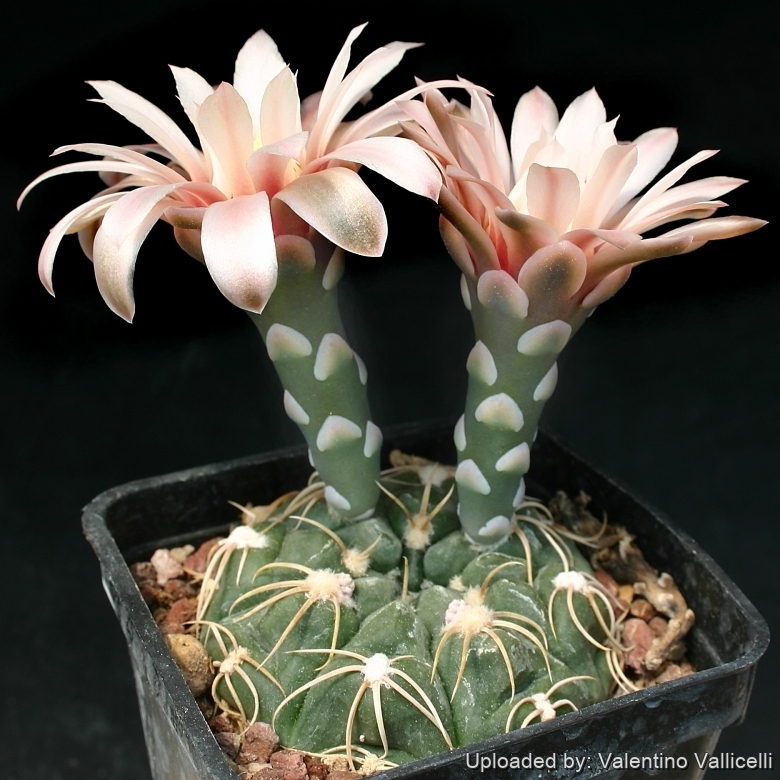 Gymnocalycium sutterianum