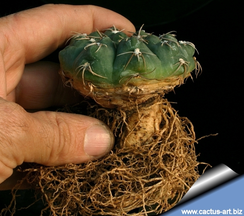 Gymnocalycium sutterianum