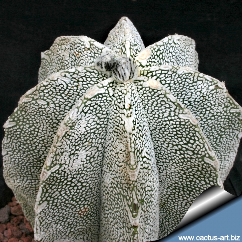 Astrophytum hybrid ONZ-OR (A. myriostigma cv. Onzuka x A. ornatum)