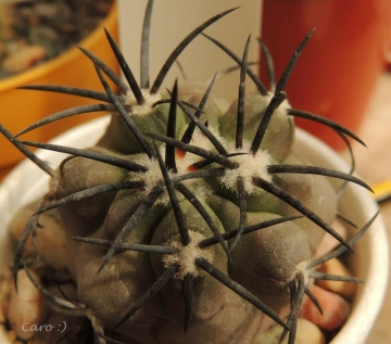 Copiapoa Griseoviolacea copiapoa-griseoviolacea