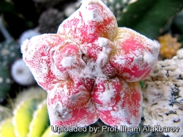 Astrophytum myriostigma f. rubra