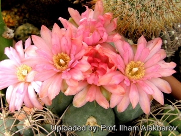 Gymnocalycium horstii