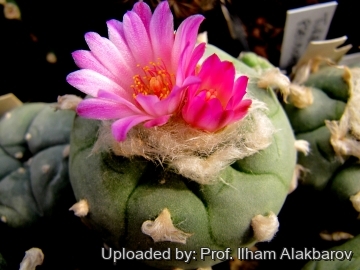 Lophophora williamsii var. jourdaniana
