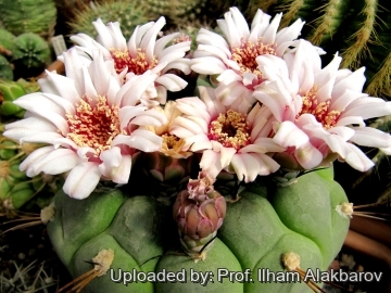Gymnocalycium pflanzii subs. zegarrae