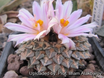 Ariocarpus kotschoubeyanus subs. albiflorus