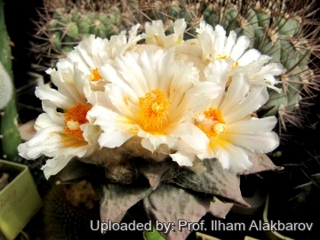 Ariocarpus furfuraceus