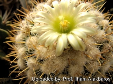 Stenocactus albatus