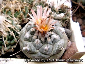 Turbinicarpus schmiedickeanus subs. bonatzii