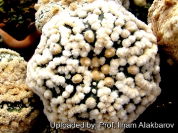 Astrophytum asterias cv. Hanazono