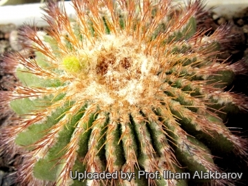 Uebelmannia pectinifera subs. flavispina