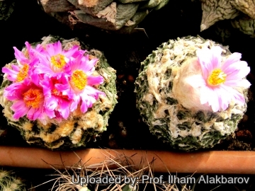 Ariocarpus fissuratus