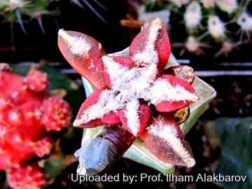 Ariocarpus kotschoubeyanus f. rubra