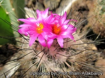 Turbinicarpus viereckii