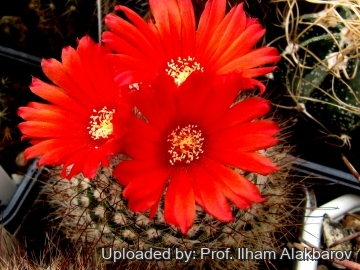 Parodia microsperma var. rubristaminea