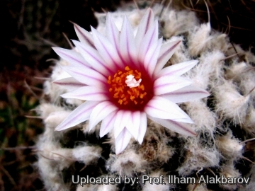 Turbinicarpus nieblae