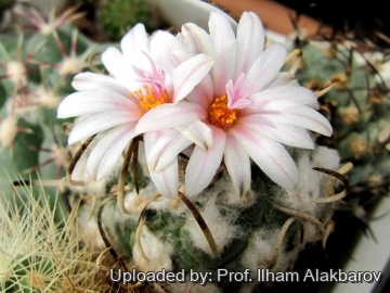 Turbinicarpus schmiedickeanus var. polaskii
