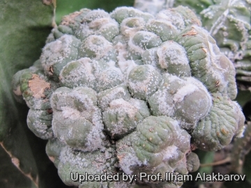 Astrophytum asterias cv. Kikko Lizard Skin