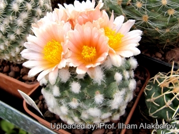 Pediocactus winkleri