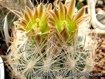 Echinomastus mapimiensis