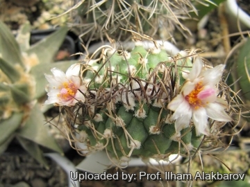 Turbinicarpus schmiedickeanus subs. macrochele f. cristatus