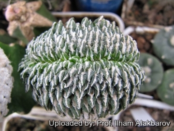 Ariocarpus kotschoubeyanus f. cristatus