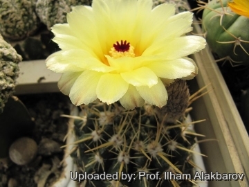 Parodia mammulosa subs. submammulosa