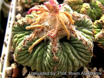 Aztekium ritteri