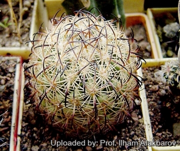 Echinomastus unguispinus