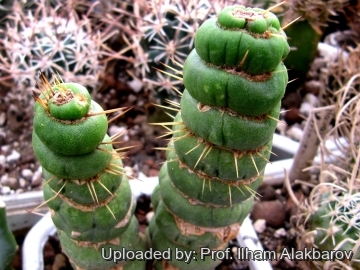 Eulychnia castanea cv. varispiralis disc shaped form