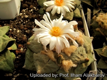Ariocarpus furfuraceus