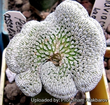 Pelecyphora aselliformis f. cristata