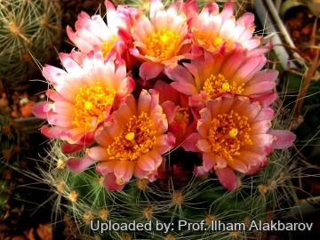 Pediocactus paradinei