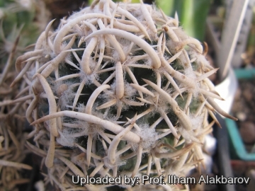 Pediocactus peeblesianus f. maius