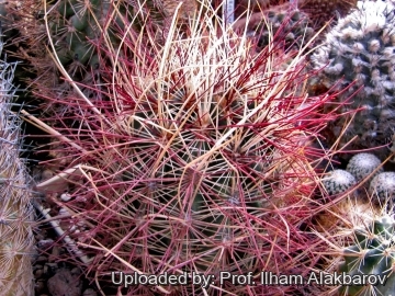 Sclerocactus polyancistrus