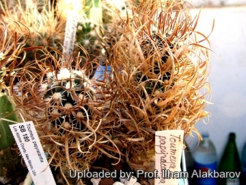Sclerocactus papyracanthus