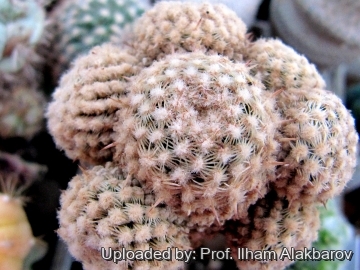 Pediocactus knowltonii