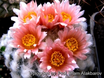 Pediocactus winkleri