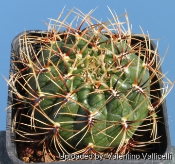 Matucana aureiflora var. elata