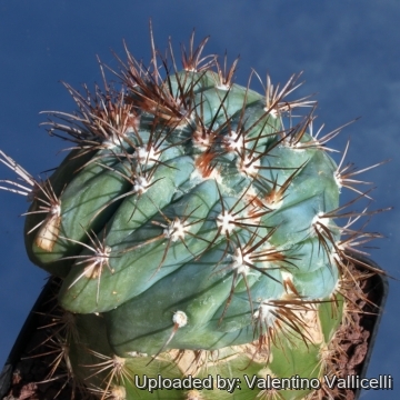 Melocactus azureus